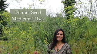 Medicinal Uses of Fennel with Marina Kesso [upl. by Seni884]