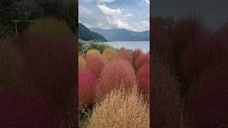 The charm of Kawaguchiko Lake and Oishi Park 🍁 japan travel shorts tokyo shorts travelvlog [upl. by Notreb422]