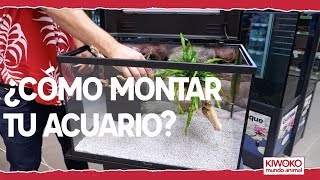 Cómo montar un acuario de agua dulce paso a paso🔧💦 [upl. by Htevi]