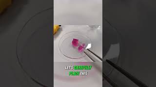 Diffusion Experiment Using Agar Cubes chemistry gcsescience [upl. by Wilson266]