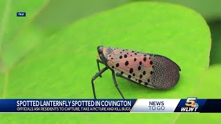 Spotted Lanternfly Invasive insect spotted in northern Kentucky [upl. by Atilrahc]