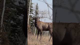 What are some of your coolest encounters when Elk hunting [upl. by Julia]