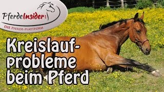 Kreislaufproblemen beim Pferd vorbeugen [upl. by Nolyar]