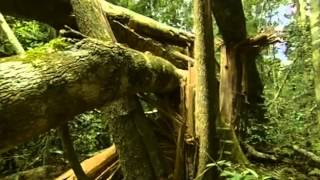 Documental Selva tropical el secreto de la vida [upl. by Trebloc]