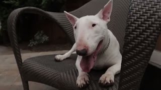 Bull Terrier 101 Is the Bull Terrier Right for You [upl. by Latvina]