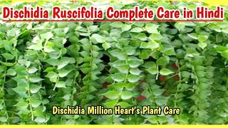 Dischidia Ruscifolia Plant Complete Care Guide  Dischidia Million Hearts plant  Gardening Tips [upl. by Aver]