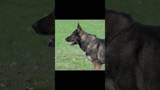 Watch Elite Canine Training in Action [upl. by Georgiana]