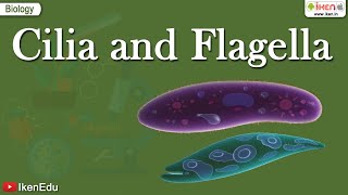 Cilia and Flagella  Class 11 Biology  Structural Organization of the Cell  iKen [upl. by Delmor]