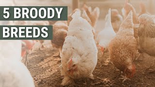 5 Broody Chicken Breeds  These Hens Make Great Mothers [upl. by Macintyre756]