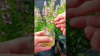 Grow new Angelonia plants easily garden shorts flowers [upl. by Anerb]