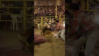 Jinetes valientes y toros indomables en el mejor jaripeo JaripeoMexicano montadas TradiciónCharra [upl. by Araas401]