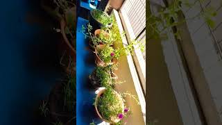 Terrace flower gardentrending viralvideo shortsfeed school budamangalam mahasoomiya music [upl. by Elkin]