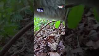 Fox steals workers phone during rescue operation in the wild 🦊 [upl. by Rraval220]