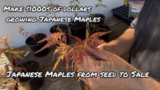 Make 1000s Growing Japanese Maples From Seed [upl. by Nitsyrk]