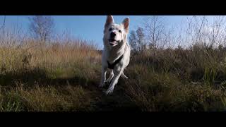 Swiss White Shepherd  Hoge vorsel 24102024 [upl. by Bruyn]