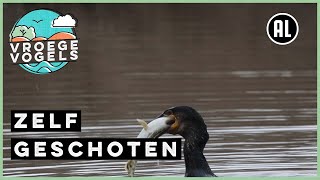 Aalscholver eet enorme vis  Zelf Geschoten  Vroege Vogels [upl. by Syramad]