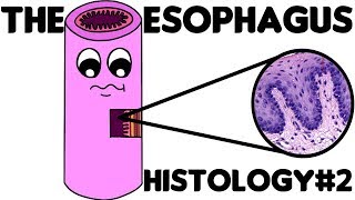 Esophagus Histology 2 Specific Esophageal Histology [upl. by Yebba]