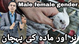 Cockatiels gender checking Male female  AHSAN PETs [upl. by Schug]