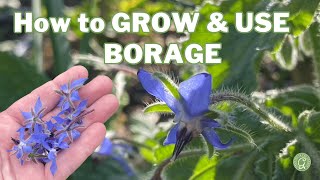 How to GROW amp USE BORAGE [upl. by Billen518]