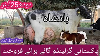 girlando cow on such animal tv girlando cow farm girlando cow price in Pakistan [upl. by Kegan835]