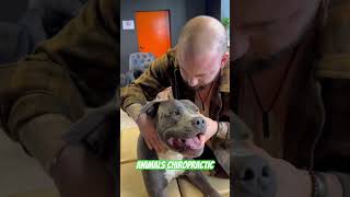 Animals Chiropractic 💚💚asmr dogshorts foryou dogs chiropractic türkiye love [upl. by Spalla]