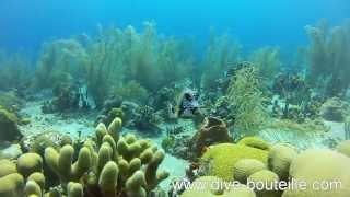 La faune sousmarine des Saintes  Guadeloupe Version longue [upl. by Marmion37]