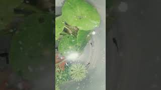 Molly fish babies in pot shortvideo trending babymolly aquarium [upl. by Eiffub]