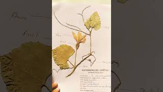 Herbarium File botany practical file how to make herbarium botany zoology practiclefile study [upl. by Der615]