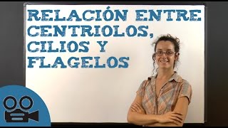 Relación entre centriolos cilios y flagelos [upl. by Adev232]