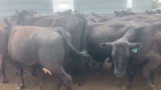 102 Angus Cows amp Calves off Agistment at Bundarra AuctionPlus EASTERN STATES CATTLE SALE 18102024 [upl. by Sacul]