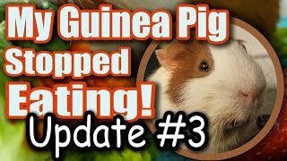 My Guinea Pig Stopped Eating  Update 3 [upl. by Eislel899]