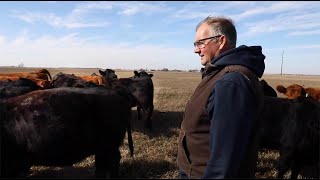 Stand Strong Simmental Eichacker Simmentals South Dakota [upl. by Pascale]