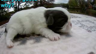 SHIH TZU PUPPIES WILL BE READY TO GO HOME WITH YOU BY XMAS 2024 [upl. by Eentruoc]