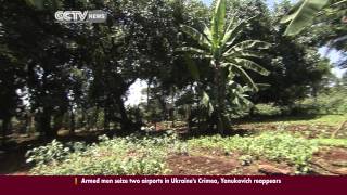 Intensive Agriculture and Agroforestry in Kenya [upl. by Casey]