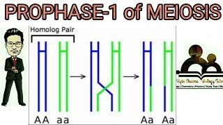 Prophase 1 of meiosis 1 detailed leptotene zygotene pachytene diplotene diakinesis explained [upl. by Alor]