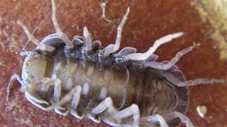 giant woodlice in spain [upl. by Edalb]