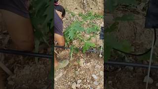 How to Dwarf a Papaya Tree satisfying HappyFarm85 [upl. by Gnahk]