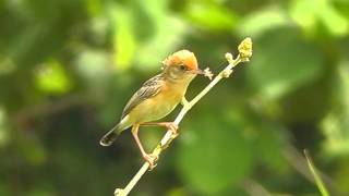 Brightheaded Cisticola  Birdwatching Thailand [upl. by Astrix]