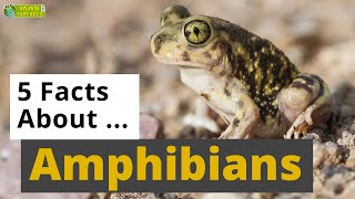 All About Amphibians 🐸  5 Interesting Facts  Animals for Kids  Educational Video [upl. by Mosira117]