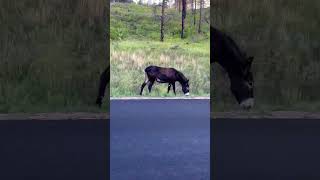 Donkeys At Custer State Park SD [upl. by Anyg979]