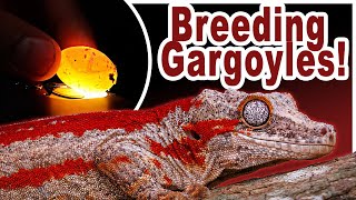 How to Breed Gargoyle Geckos COMPLETE GUIDE [upl. by Onairot]