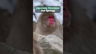 Japanese Macaque Hot Springs [upl. by Onid503]