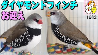 ダイヤモンドフィンチオオキンカチョウ お迎え｜オス メス 鳴き声 求愛 交尾｜DIAMOND FIRETAIL FINCH SINGING Male Female Courtship ＃1663 [upl. by Mohandis]