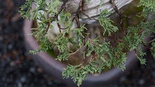 Bonsai Detail Wiring [upl. by Dietsche164]