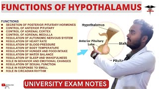 Functions Of Hypothalamus CNS Physiology lecturers [upl. by Beckerman]