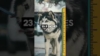 101 Howlsome Facts About Siberian Huskies That Will Make You Go Woof MUSTWATCH p22 facts [upl. by Phemia]