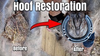 Full Hoof Restoration in 4K  Oddly Satisfying Hoof Restoration  ASMR  Farrier  Horse Shoeing [upl. by Olia]