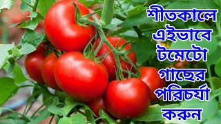 শীতকালে টমেটো গাছের পরিচর্যা।। Tomato chas।। Tomato cultivation।। [upl. by Rexanne8]