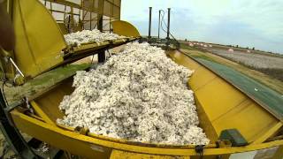 Cotton in the Bootheel [upl. by Merras]