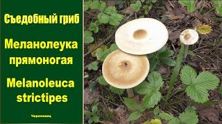 Съедобный гриб Меланолеука прямоногая  Melanoleuca strictipes [upl. by Odnaloy203]